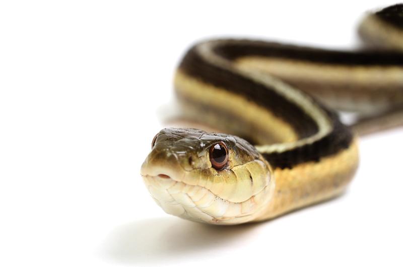Garters are the most common of seven species of snakes native to the Vineyard.