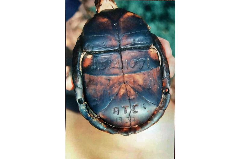 A box turtle inscribed with initials of Islanders is said to have lived more than 140 years.