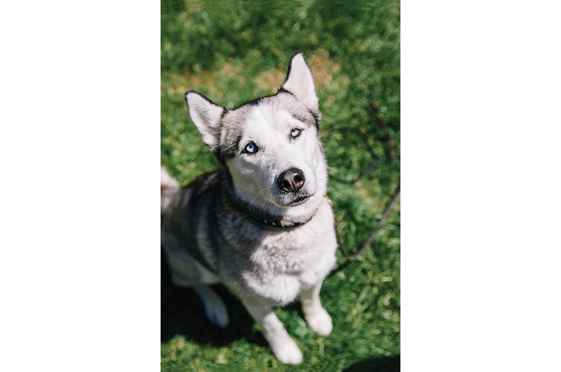 Who’s a good girl? And who’s a good vet? Kota goes to longtime winner Animal Health Care Associates.