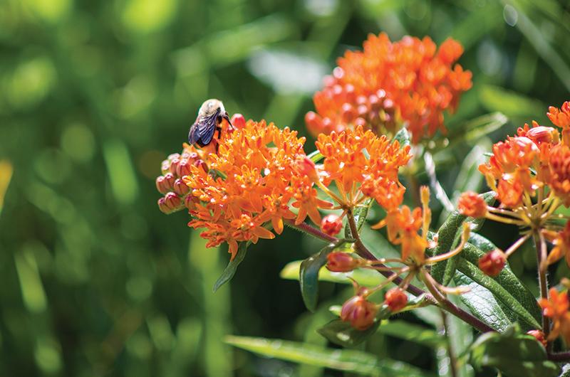 Butterfly weed attracts butterflies, of course, but also native bees.