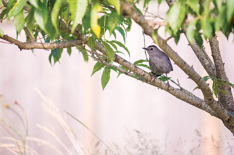 A catbird takes a break on a tree limb.