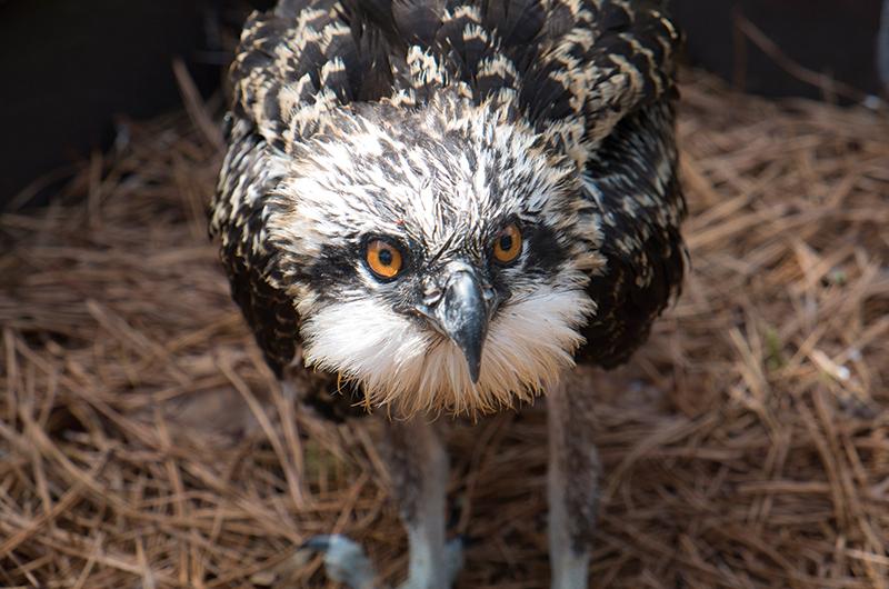 In 1971 ornithologist Rob Bierregaard found just two breeding pairs of osprey on the Island.