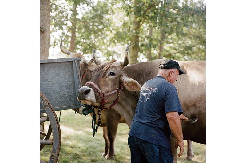 Don’t mess with the oxen – or the Association of New England Ox Teamsters.