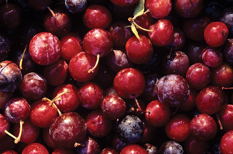 Beach plums.