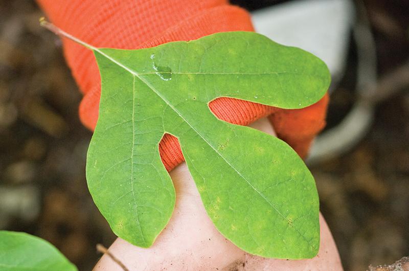 Sassafras Leaves