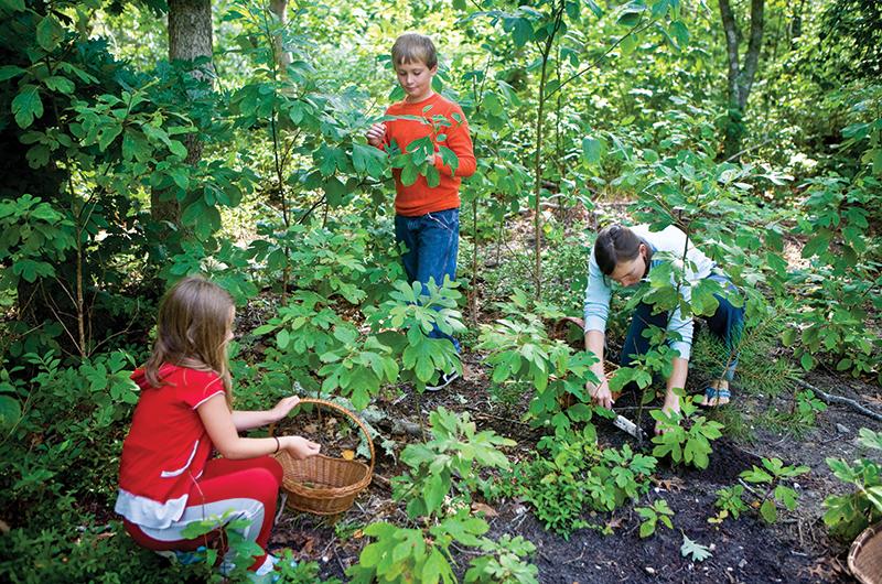 Patti Roads, right, took her nephew Timmy Welch and niece Emma Strachan foraging for sassafras in a low-canopy forest in West Tisbury.