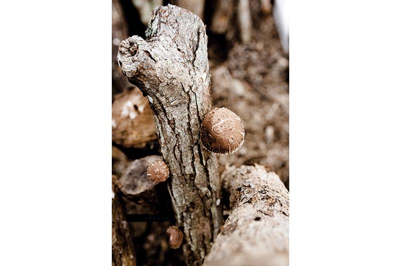 Shiitakes sprouting from an inoculated oak log.