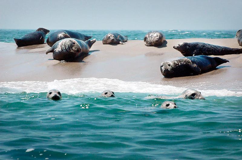 Gray seals make themselves at home on Skiff’s Island.