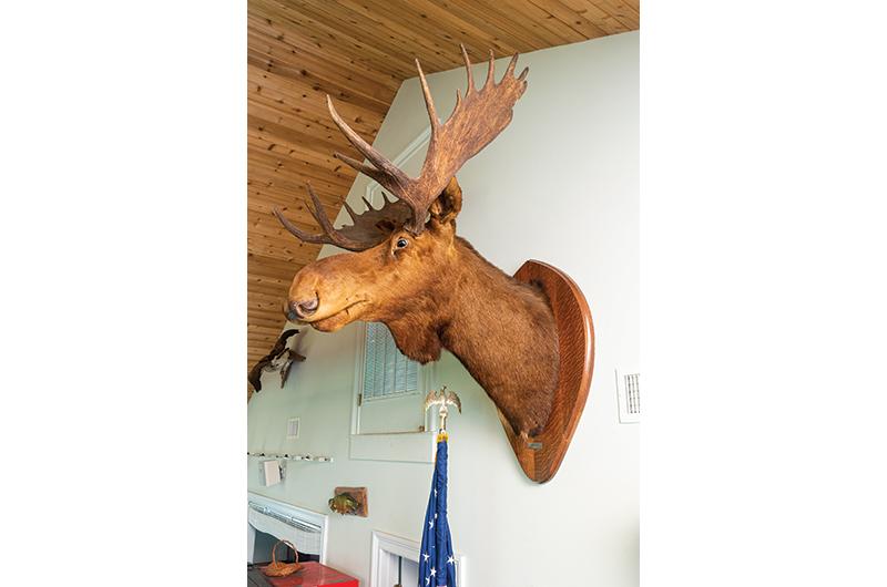 Clayt’s bull moose from his 1909 trip to Canada now hangs at the Martha’s Vineyard Rod & Gun Club in Edgartown.