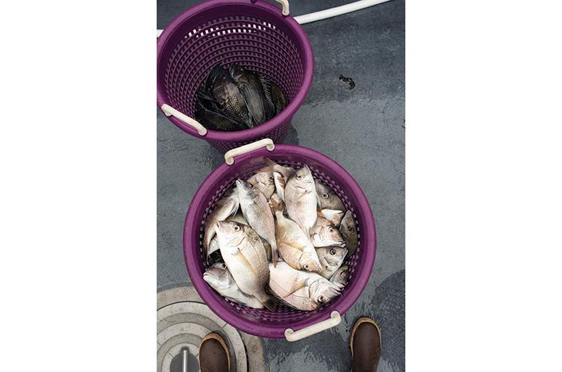 Catch of the day: scup and black sea bass.
