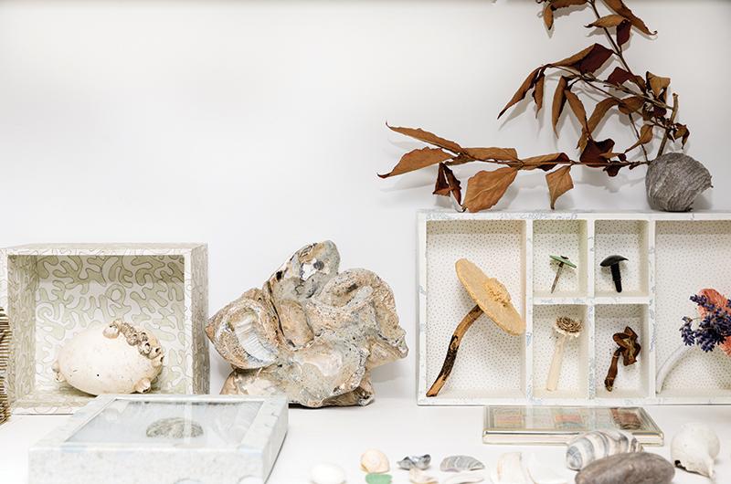 Egg with barnacles, ancient oyster shell cluster, fungi collection, and other miscellanea (display boxes: paper with ink and watercolor, found objects).