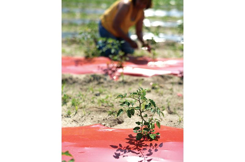 This summer’s crop of tomato plants get a start at Norton Farm.