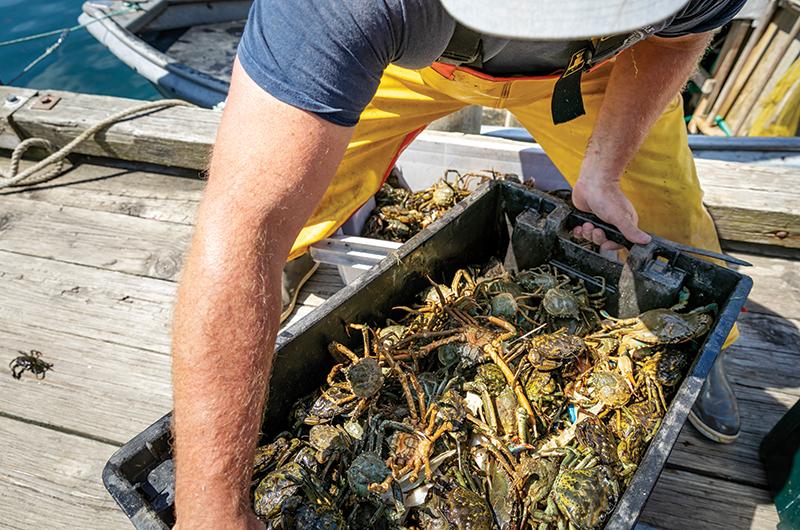 Due to their small size, green crabs are not a popular culinary choice – it’s difficult to pick the meat off them to use in crab cakes or crab boils. But they can be eaten whole when they shed their shell during their molting stage. In the Venice region of Italy, “Moleche,” – or deep-fried soft-shelled green crab, is considered a delicacy.