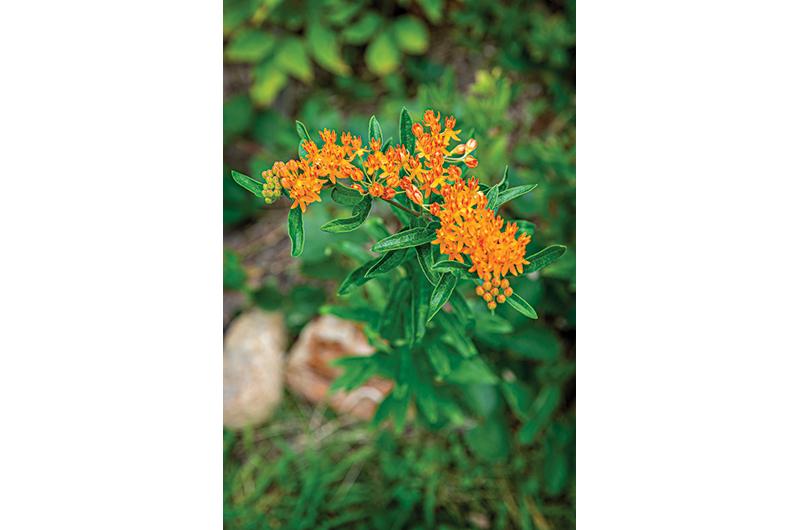 Butterfly weed – a milkweed native to the Island – are as useful as they are beautiful.