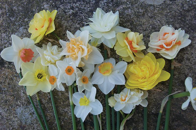 Double, split corona, tazetta, small cupped...the varieties of daffodils are nearly endless.