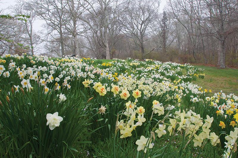 What all daffodils have in common is they couldn’t be less fussy. They are easy to grow in most locations, and none of our resident wildlife is interested in eating them.
