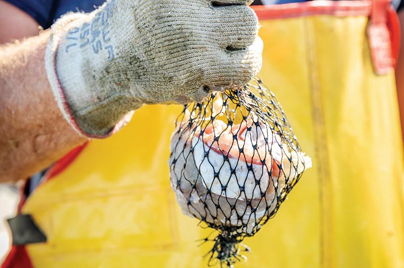 Chilmark shellfish constable Isaiah Scheffer uses fish scraps to lure green crabs into traps placed around shellfish beds.