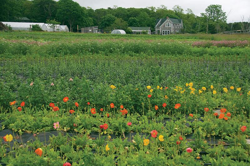 At the West Tisbury homestead, seven acres of farmland and
five large greenhouses are dedicated to flowers.