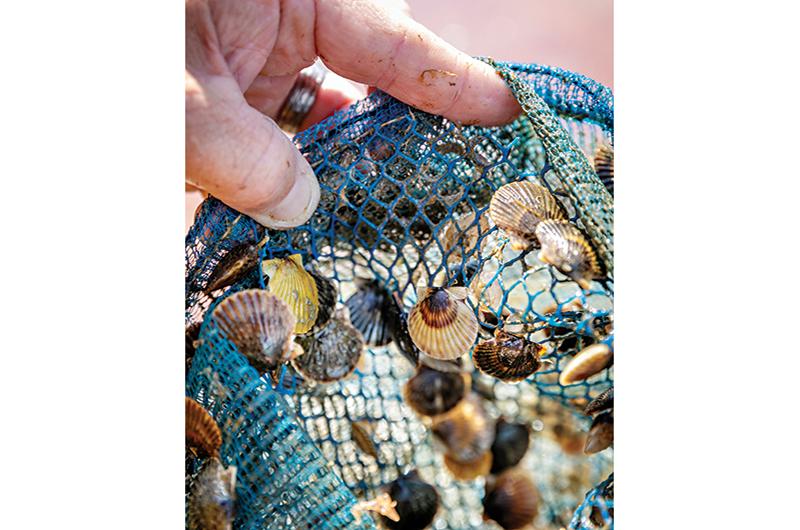 Juvenile scallops released in ponds are often devoured by green crabs.