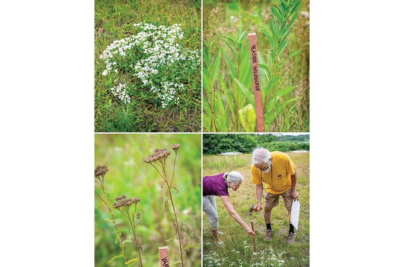 Native white aster, seaside goldenrod, yarrow, and meadow species, such as mountain mint and hyssop-leaved thoroughwort, color Low’s naturalistic green space. Low marks each species with sticks to better keep track of his wildflower meadow.