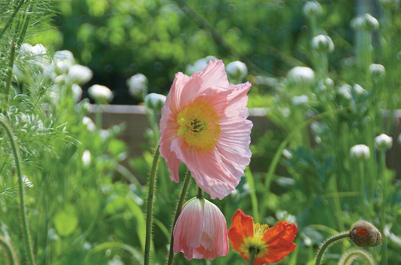 Poppies add a burst of color in early summer.