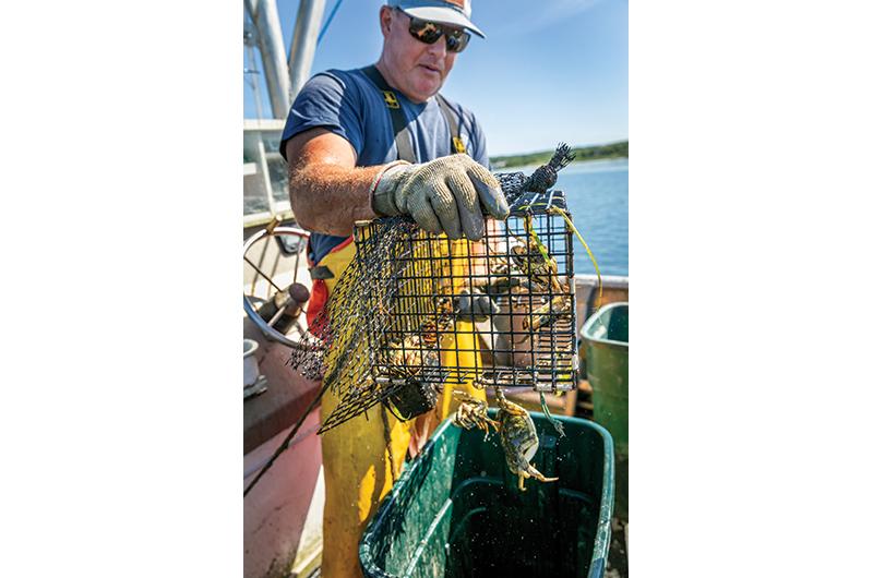Scheffer removes thousands of green crabs from Menemsha Pond at the height of summer.