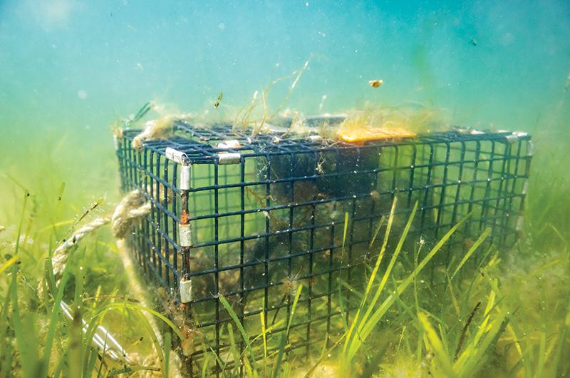 A crab trap sits on the ocean floor, surrounded by the eelgrass that makes waters so hospitable to shellfish.