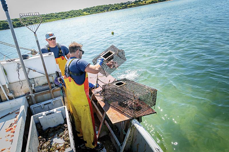 To protect shellfish populations, some constables have resorted to trapping green crabs and selling them for bait or fertilizer.