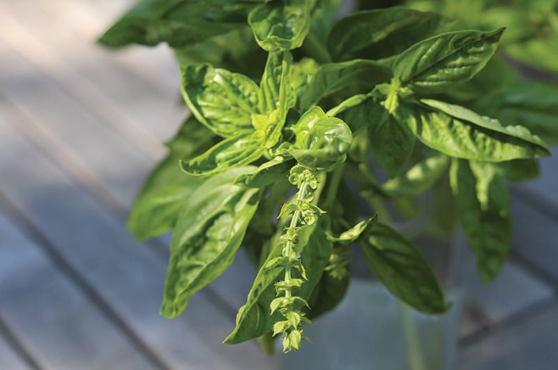 Certain basil varieties are great because they flower prolifically.