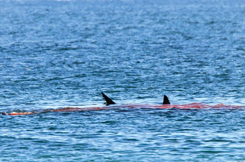 Beaches on the Cape, which see more frequent predation of seals, will sometimes close for a day to let blood wash out of the water.