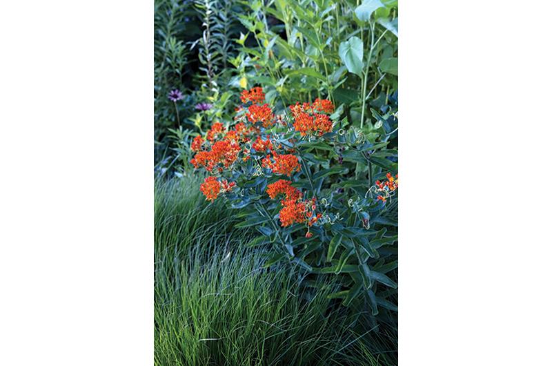 Deer typically avoid butterfly weed, a favorite of pollinators.