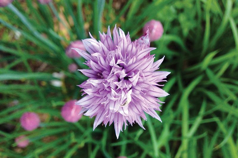 The cheery purple pompoms of flowering chives are one of the first edible flowers to appear in the garden.