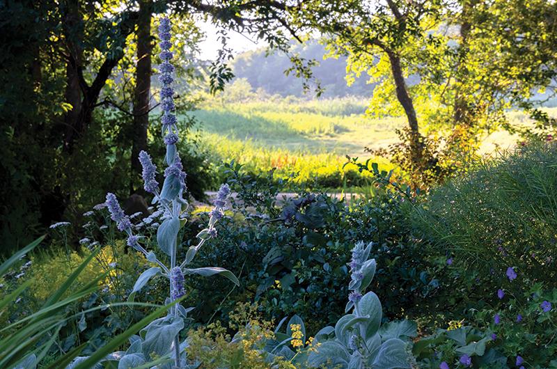 Fuzzy lamb’s ear, coarse-textured lady’s mantle, and the needle-like leaves of thread-leaf blue star make great garden companions, but unappetizing snacks for deer.
