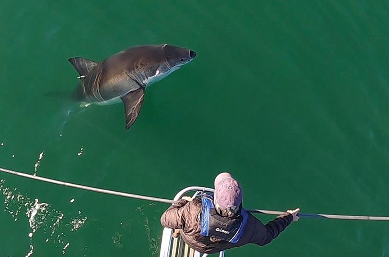 To help keep track of the Cape’s itinerant white shark population, marine biologist Greg Skomal and his team capture, tag, and release white sharks for later study.