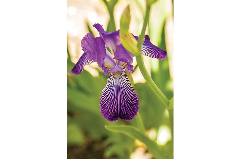 The Faustine iris was first introduced in 1859 and features lavender standards and purple falls with white and dark purple veins.