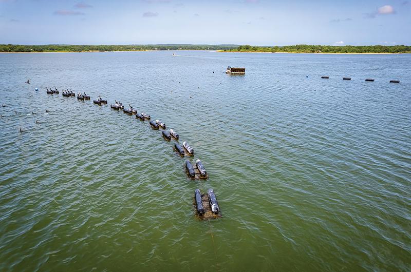 Once set on shells, oyster larvae are transferred to a floating nursery in Tisbury Great Pond (above), where they remain for four to six weeks. Next, they are planted at favorable sites around the pond that have good, hard bottoms, such as sand or rocks. If all goes well, they will grow into adults.