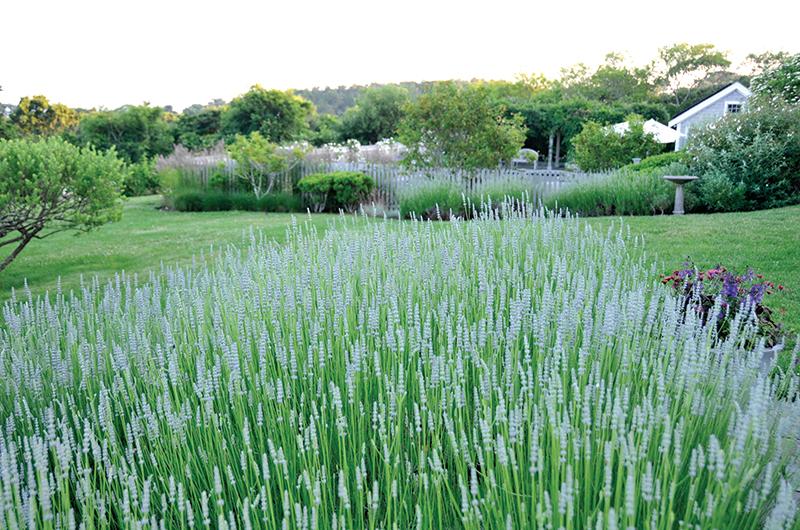 Swaths of fragrant lavender punctuate the lawn behind the house and main gardens.