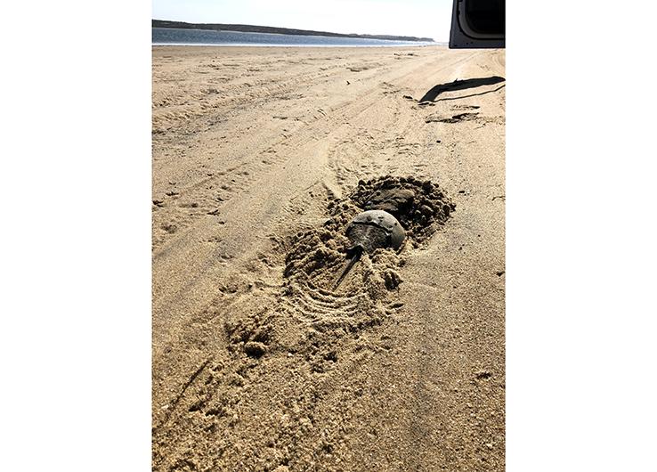 Bewilderingly enough, horseshoe crabs are known to settle into tire tracks.
