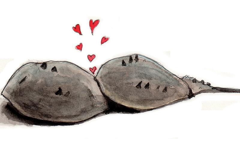 Atlantic horseshoe crab (Limulus polyphemus).