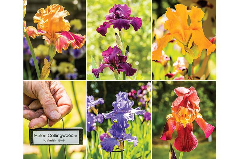 Iris take their name from the Greek goddess of the rainbow. Although purple is most common, varieties come in almost every color. Clockwise from left: Aardvark lark, lenten prayer, mango passion, Miss Aravilla, and anxious, which has distinctive frills.