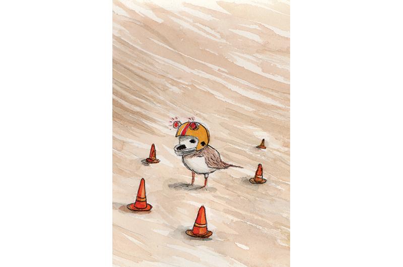 Juvenile piping plover (Charadrius melodus).