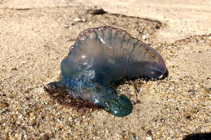 Always best to stay clear of a Portuguese man-o-war.