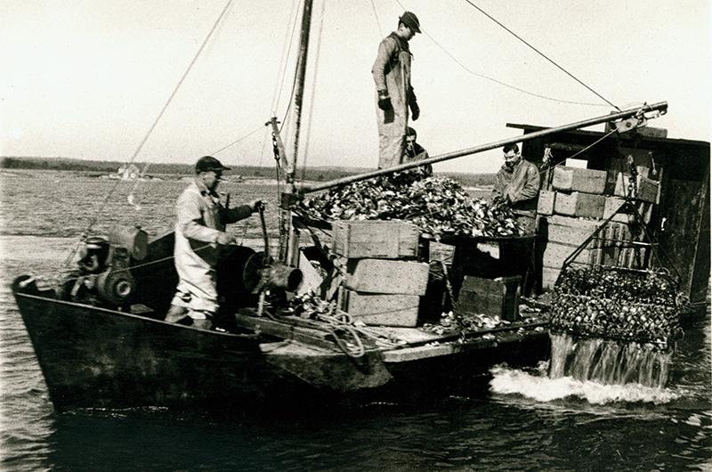 In the 1950s, John Mayhew’s Vineyard Shellfish Company was known to harvest some 20,000 bushels from the Tisbury Great Pond per season.