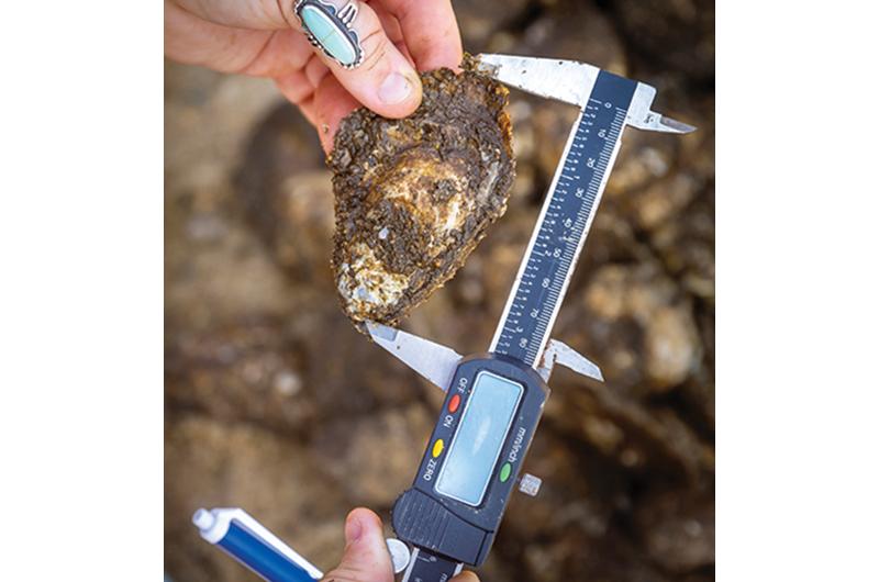 Last year the Shellfish Group began conducting experiments in the Tisbury and Edgartown Great Ponds to determine which strains are most resistant to dermo and should be selected
for breeding.