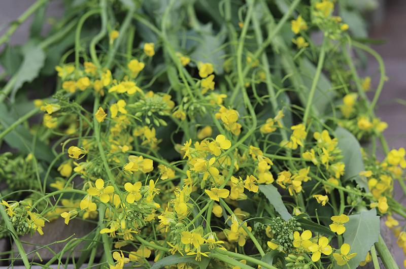 Mustard seed blossoms are bright hits of summer, lovely to add to quick pickles, salads, and creamy spreads.
