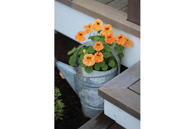 Nasturtium blossoms pair beautifully with salads, grilled meats, and Asian noodle dishes.