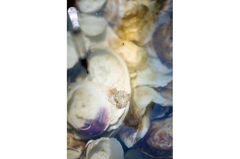 Once placed in the water (above), the larvae swim to the shells and within three days take to their new host (below).