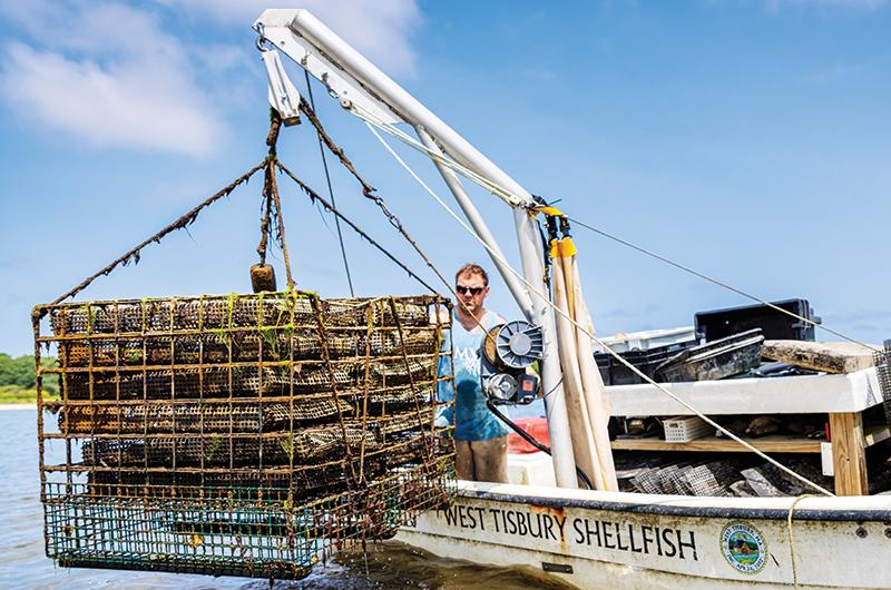 Will Reich, West Tisbury shellfish agent and Chilmark assistant shellfish constable, places oysters around Tisbury Great Pond.