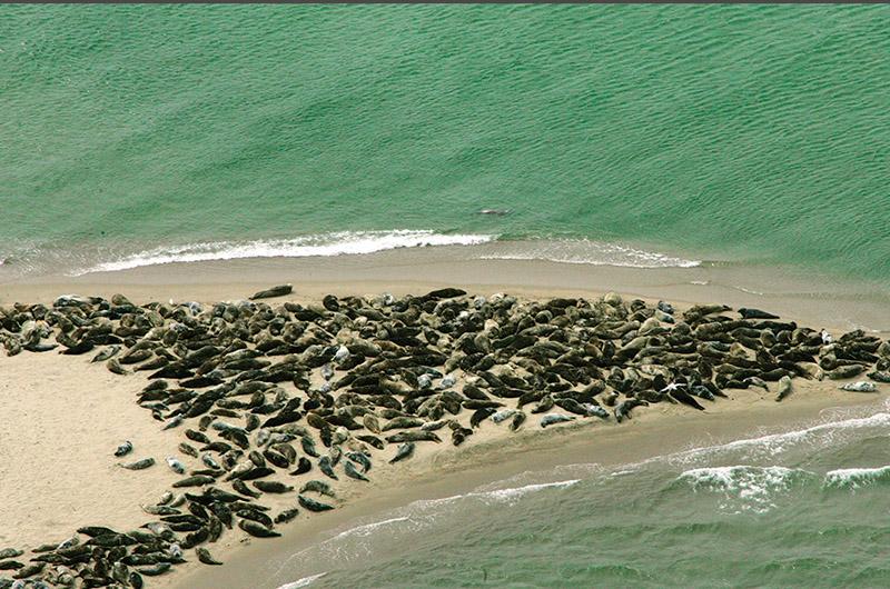 White sharks tend to gather at the food court; in this case, the sandbar off Muskeget Island, where gray seals congregate.