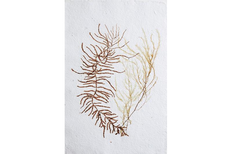 Kaufman minimally manipulates her materials, allowing natural colors and shapes to come through.